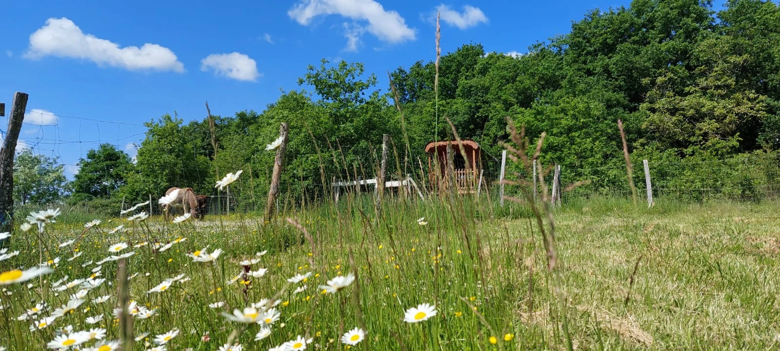 Roulotte l'âne au salon en Armagnac- au loin la roulotte dans son environnement , la nature.jpg